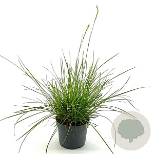 Sesleria autumnalis GM 2,0L