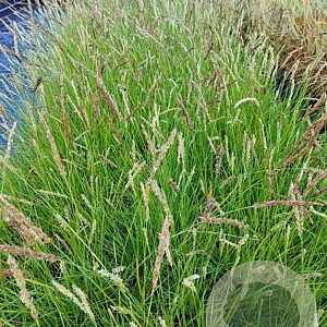Sesleria autumnalis GM 2,0L