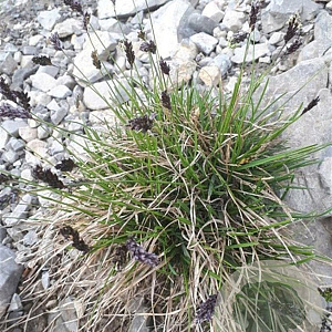 Sesleria caerulea GM P9