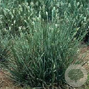 Sesleria caerulea GM P9