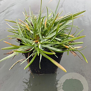 Sesleria caerulea GM P9