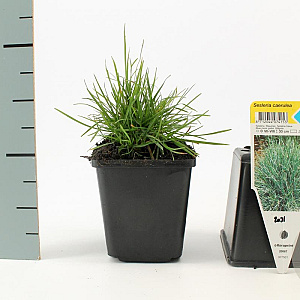 Sesleria caerulea GM P9