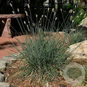 Sesleria caerulea GM P9