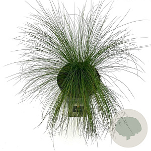 Stipa tenuissima 'Ponytails' GM 2,0L