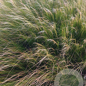 Stipa tenuissima 'Ponytails' GM 2,0L