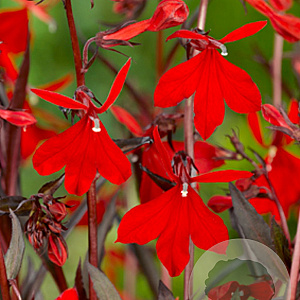 Lobelia 'Queen Victoria' GM P9