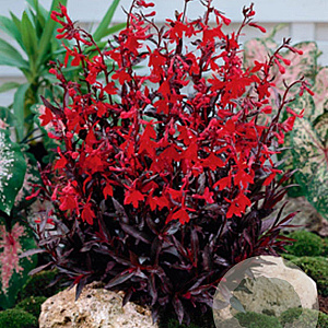 Lobelia 'Queen Victoria' GM P9