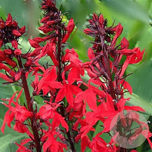 Lobelia 'Queen Victoria' GM P9