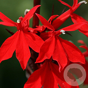 Lobelia 'Queen Victoria' GM P9