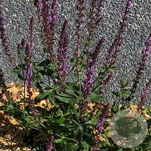 Salvia nem. 'Amethyst' GM P9