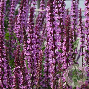 Salvia nem. 'Amethyst' GM P9
