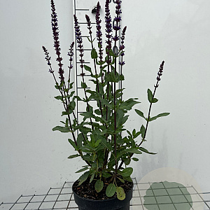 Salvia nem. 'Caradonna' GM 2,0L