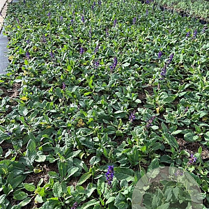 Salvia nem. 'Mainacht' GM P9