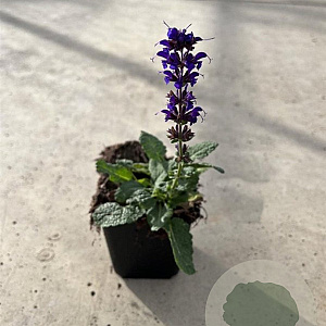 Salvia nem. 'Mainacht' GM P9