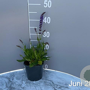 Salvia nem. 'Mainacht' GM 2,0L