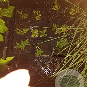 Salvia nem. 'Ostfriesland' GM P9