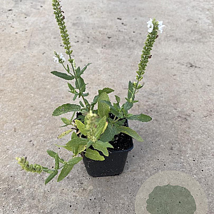 Salvia nem. 'Schneehügel' GM P9