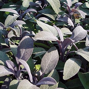 Salvia off. 'Purpurascens' GM P9