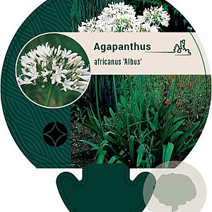 Agapanthus afr. 'Albus' GM P9