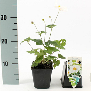 Anemone hyb. 'Honorine Jobert' GM P9