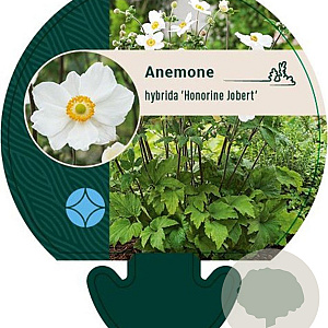 Anemone hyb. 'Honorine Jobert' GM P9