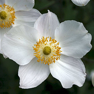 Anemone hyb. 'Honorine Jobert' GM P9