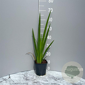 Iris pseudacorus GM 2,0L