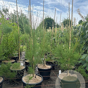 Cedrus l. 'Glauca' 150-175 cm 20L