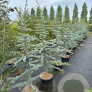 Cedrus l. 'Glauca' 150-175 cm 20L