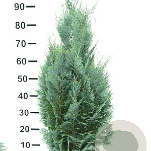Chamaecyparis l. 'Columnaris' 80-100 cm met kluit