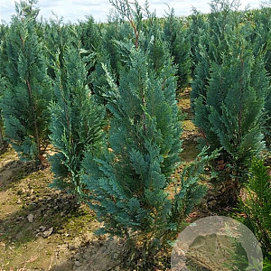 Chamaecyparis l. 'Columnaris' 80-100 cm met kluit