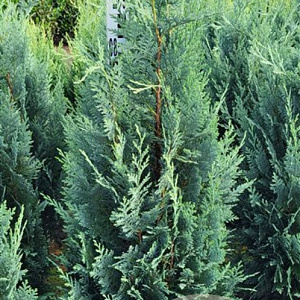 Chamaecyparis l. 'Columnaris' 100-120 cm met kluit