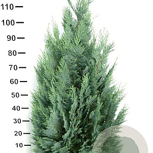Chamaecyparis l. 'Columnaris' 100-120 cm met kluit