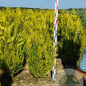 Chamaecyparis l. 'Ivonne' 100-120 cm met kluit