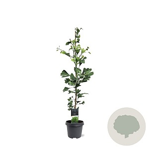 Ginkgo biloba 80-100 cm 5,0L