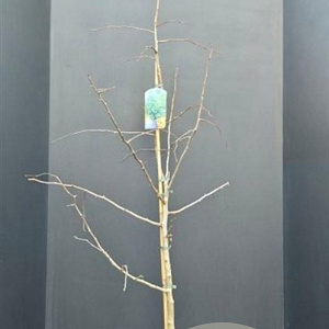 Ginkgo biloba 150-175 cm 10L