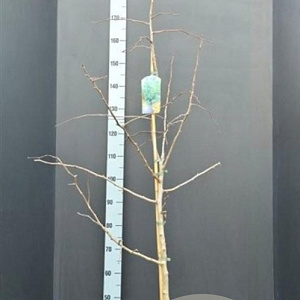 Ginkgo biloba 150-175 cm 10L