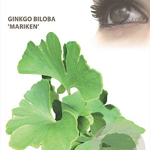 Ginkgo bil. 'Mariken' 120 cm stam 10L