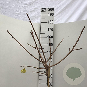 Ginkgo bil. 'Mariken' 120 cm stam 10L