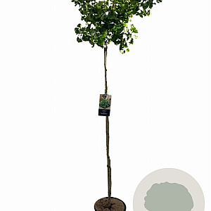 Ginkgo bil. 'Mariken' 120 cm stam 10L
