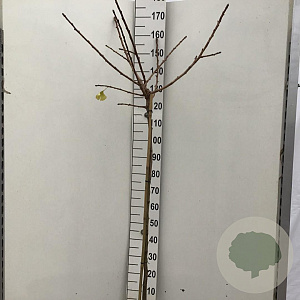 Ginkgo bil. 'Mariken' 120 cm stam 10L