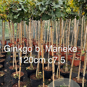 Ginkgo bil. 'Mariken' 120 cm stam 10L