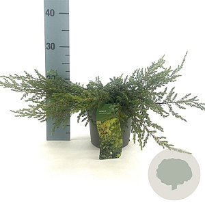 Juniperus comm. 'Repanda' 20-25 cm 2,0L