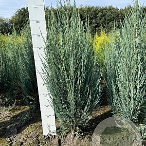 Juniperus s. 'Blue Arrow' 100-120 cm met kluit