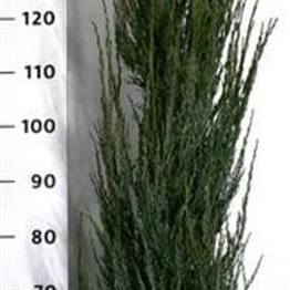 Juniperus s. 'Blue Arrow' 175-200 cm 20L