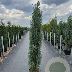 Juniperus s. 'Blue Arrow' 175-200 cm 20L