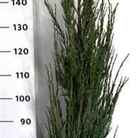 Juniperus s. 'Blue Arrow' 175-200 cm 20L