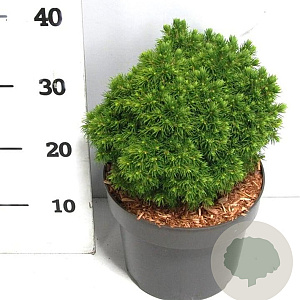 Picea gl. 'Alberta Globe' 25-30 cm 5,0L