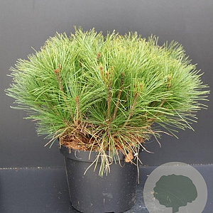 Pinus dens. 'Alice Verkade' 40-50 cm 7,5L