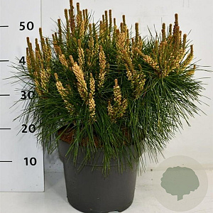 Pinus dens. 'Alice Verkade' 40-50 cm 7,5L